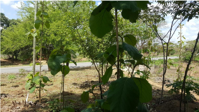 Luxury Suite Interior